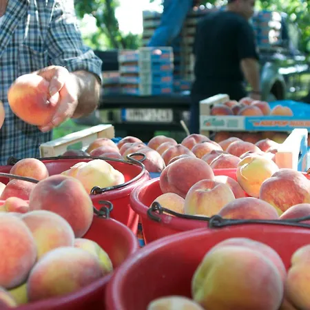 εσπερίδες 3*